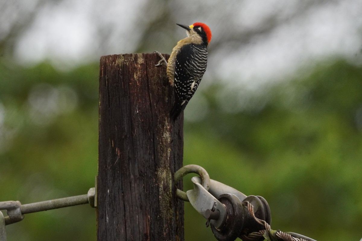 Kara Yanaklı Ağaçkakan - ML647574494