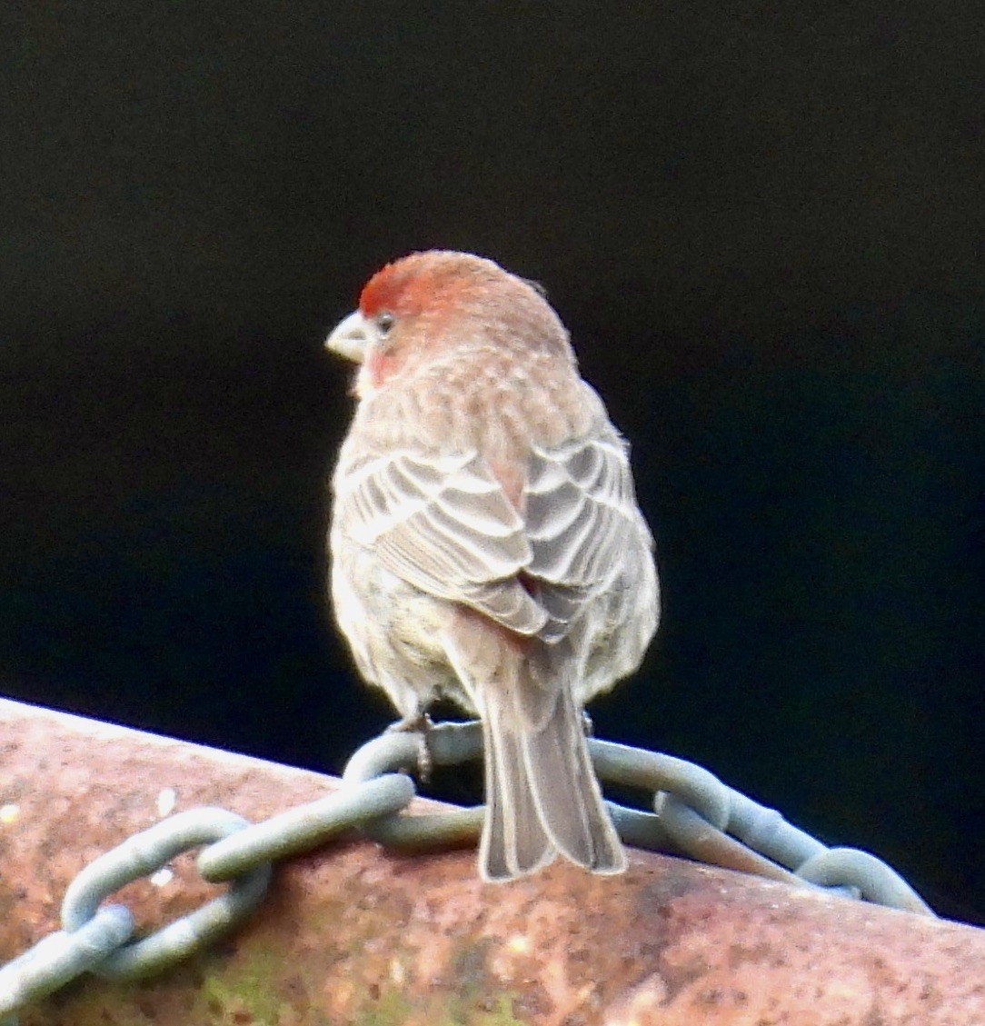 Ev Çütresi - ML647574496