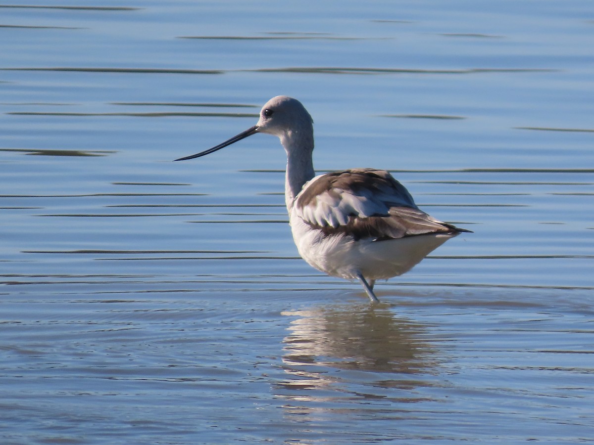 Kızıl Kılıçgaga - ML647574497