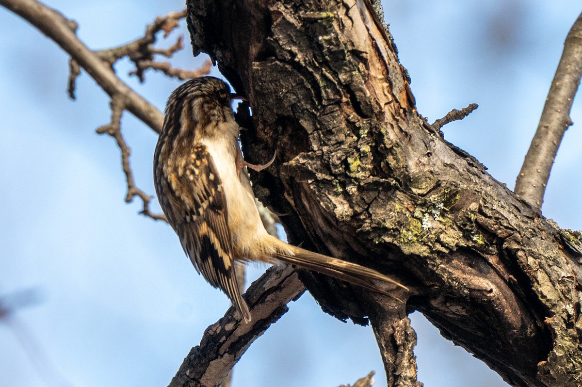 Amerika Tırmaşıkkuşu - ML647574498