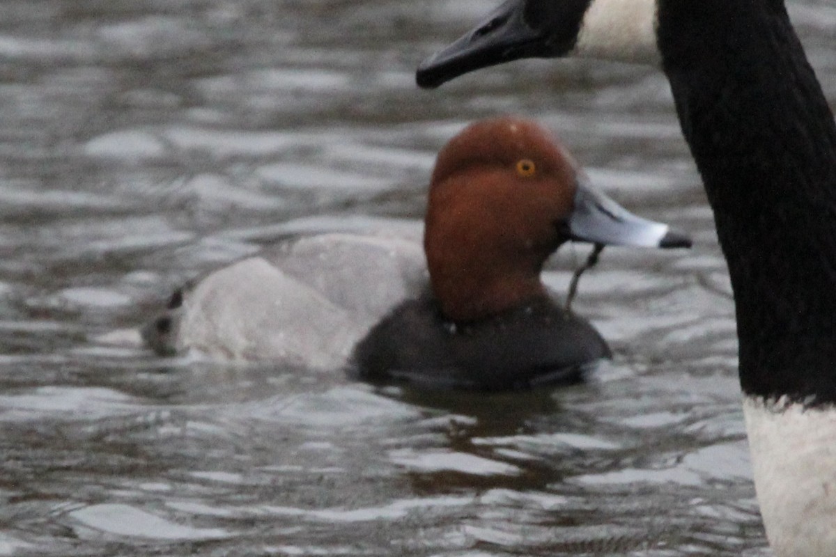 Amerika Elmabaşı - ML647574499