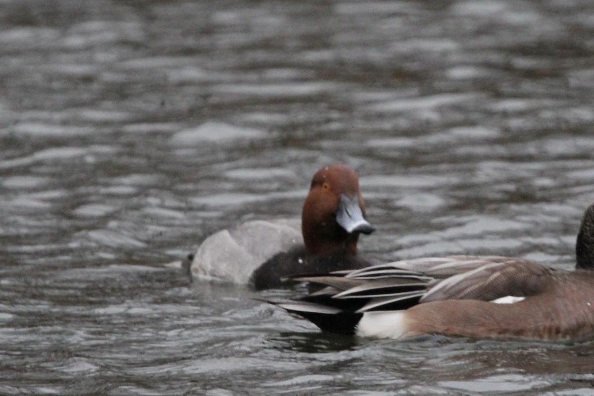 Amerika Elmabaşı - ML647574500