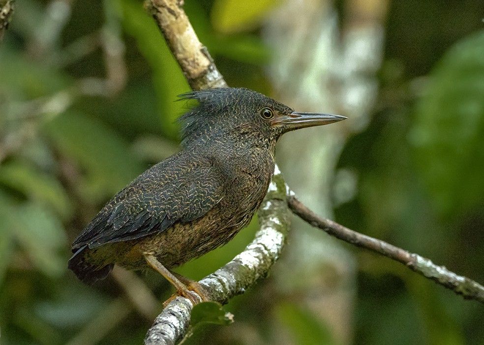 Yazılı Balıkçıl - ML647574501