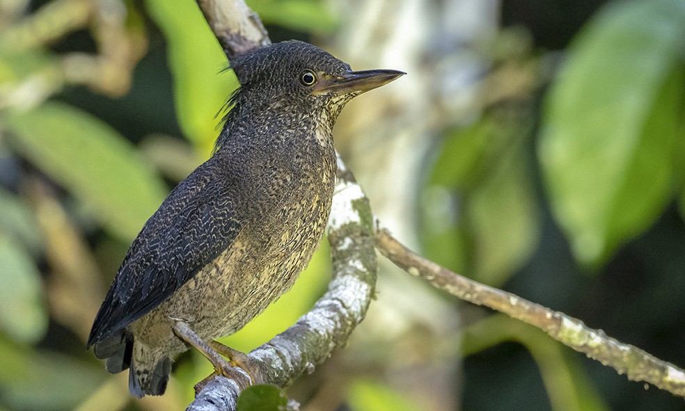 Yazılı Balıkçıl - ML647574502