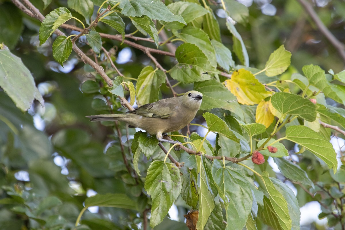 Palmiye Tangarası - ML647574503