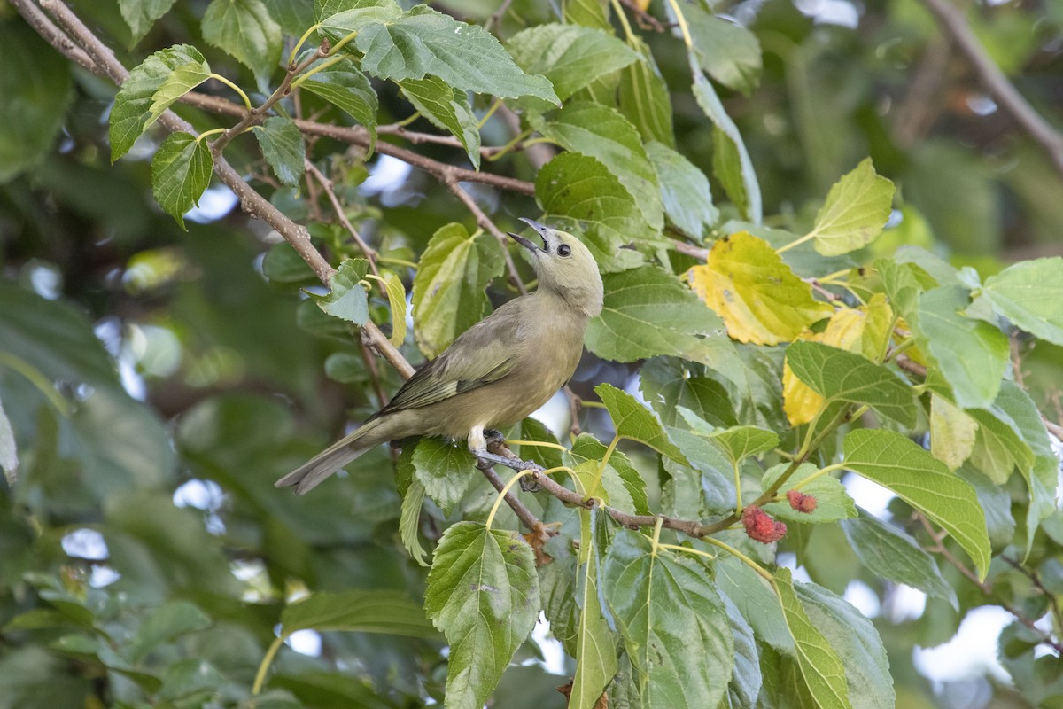 Palmiye Tangarası - ML647574504
