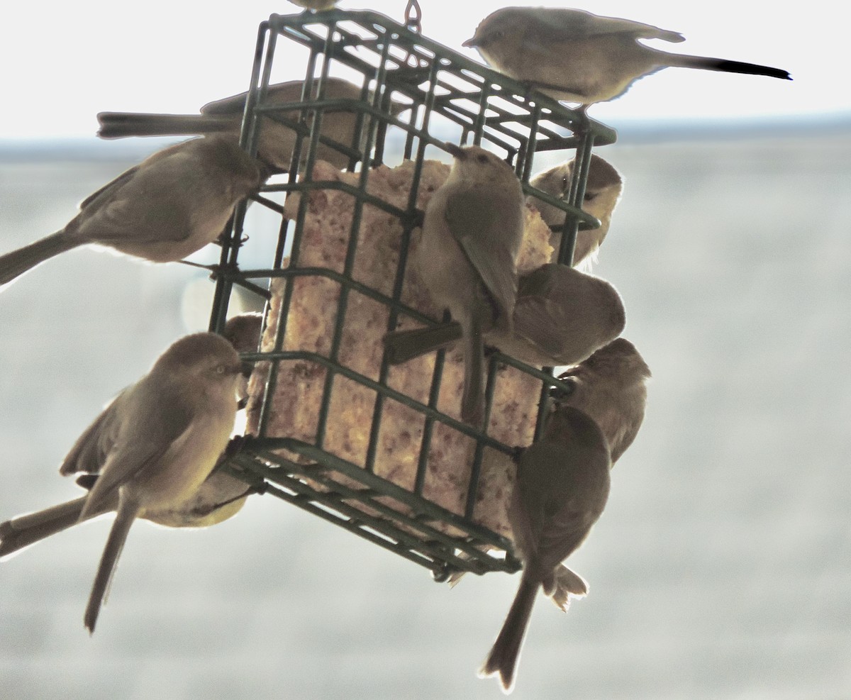 Çalı Uzunkuyruğu [minimus grubu] - ML647574509