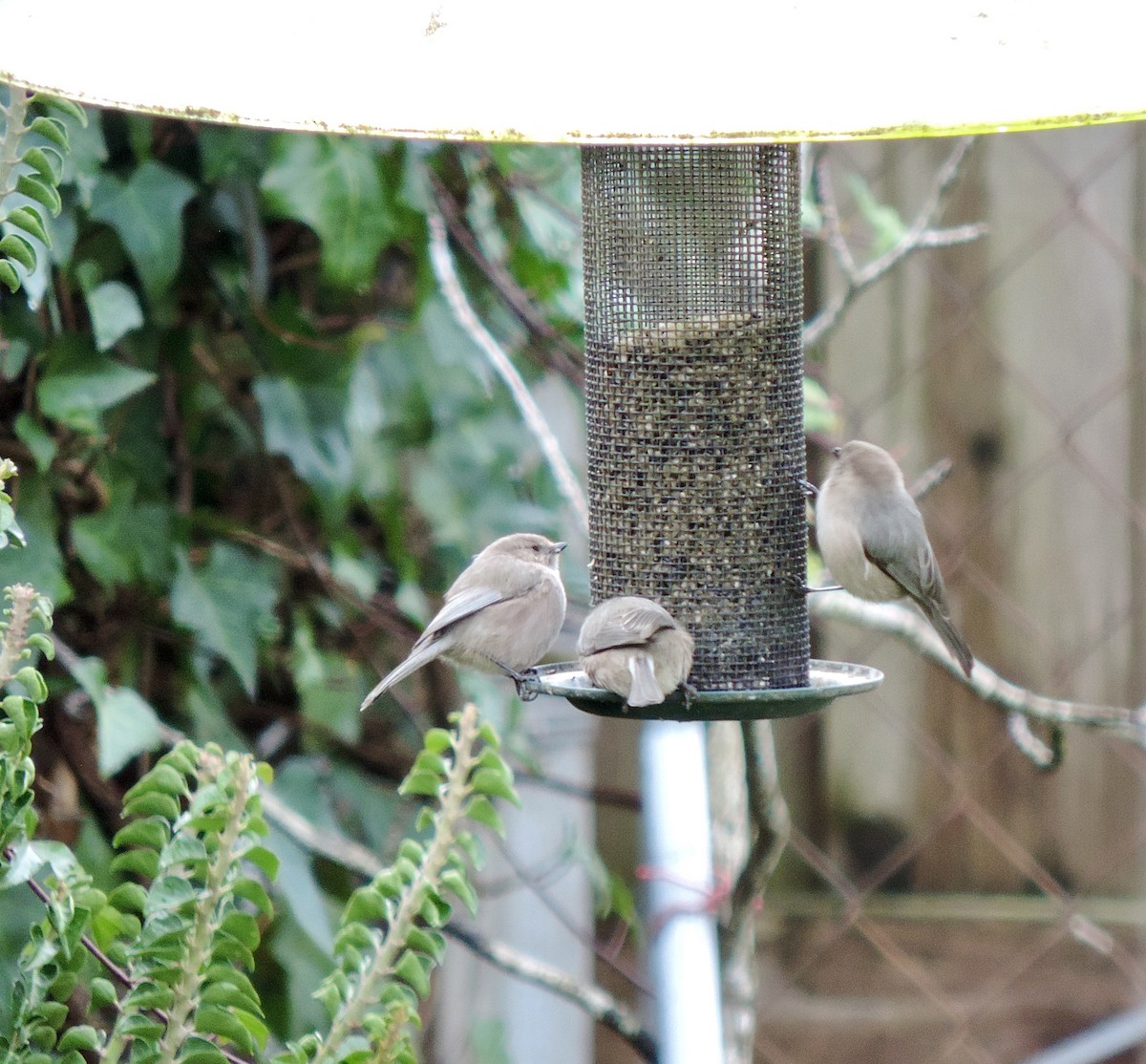 Çalı Uzunkuyruğu [minimus grubu] - ML647574510