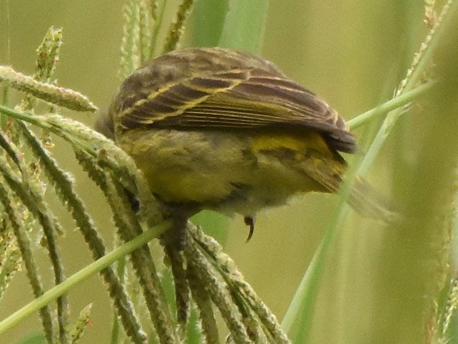 Kara Bıyıklı Sarı İskete - ML647574511