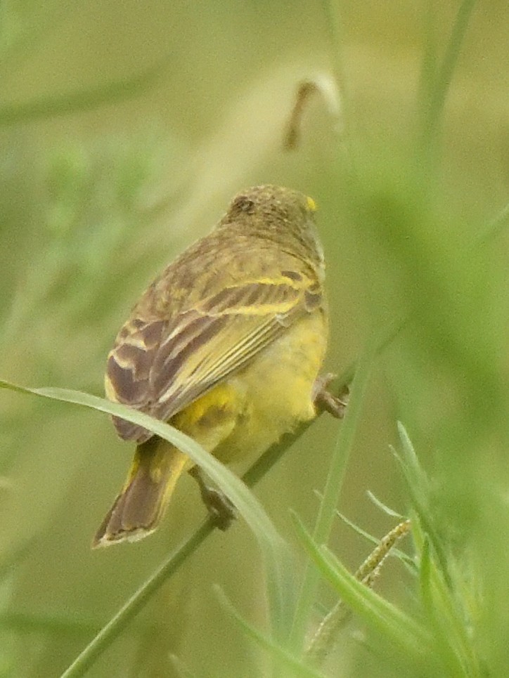 Kara Bıyıklı Sarı İskete - ML647574512