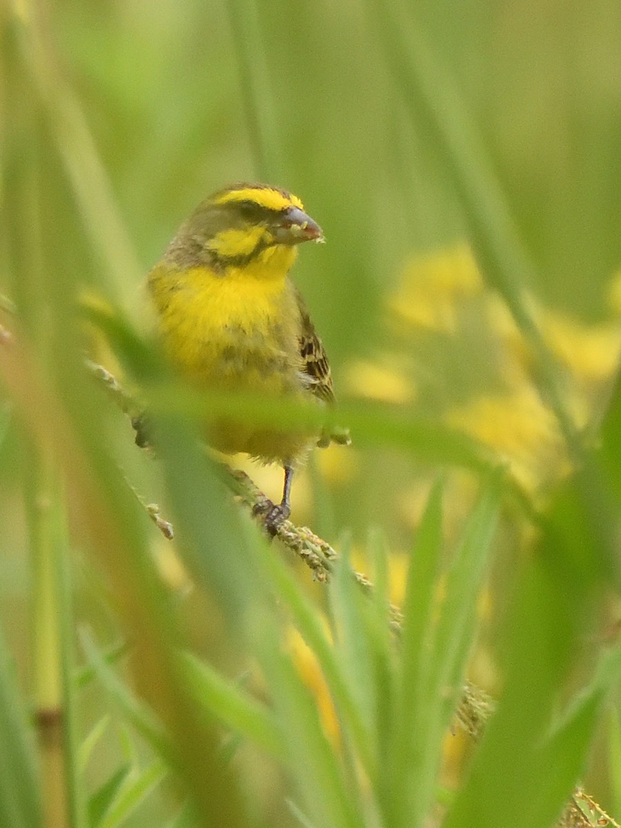 Kara Bıyıklı Sarı İskete - ML647574513