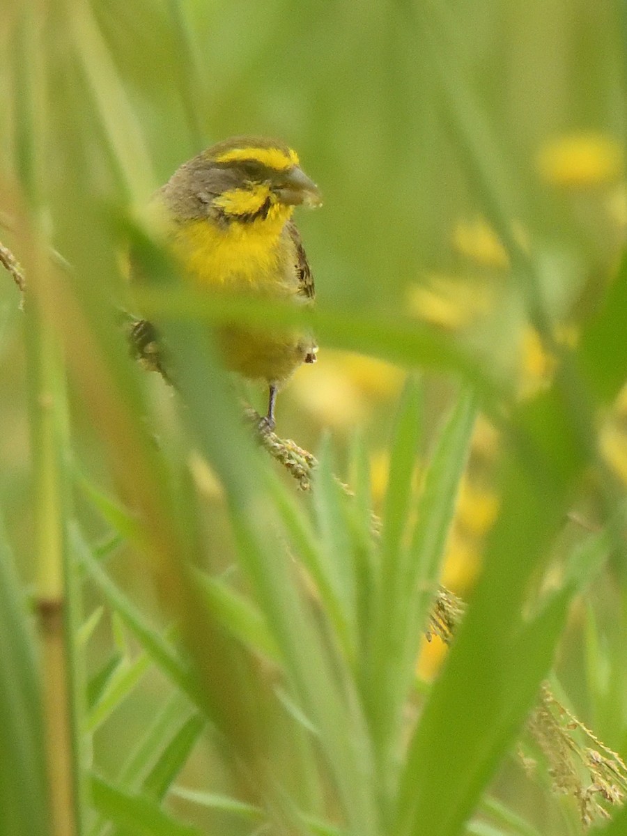 Kara Bıyıklı Sarı İskete - ML647574514