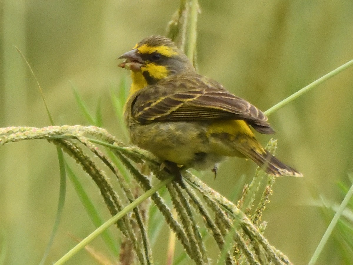 Kara Bıyıklı Sarı İskete - ML647574515