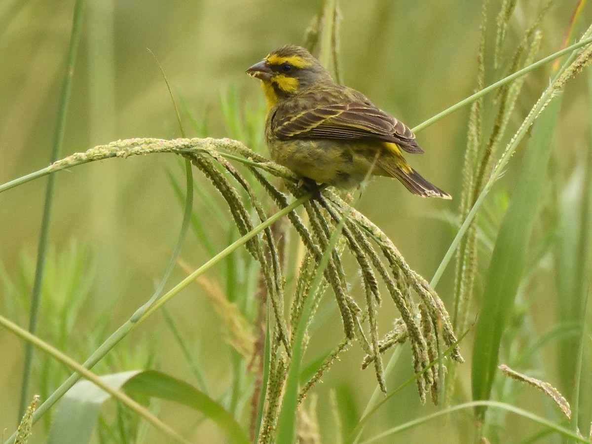 Kara Bıyıklı Sarı İskete - ML647574517