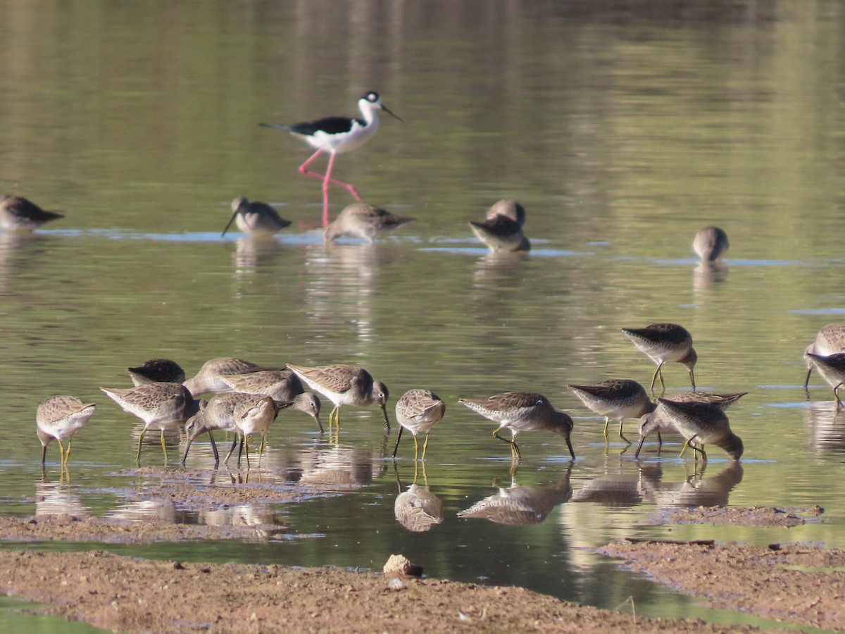 Uzun Gagalı Suçulluğu - ML647574519