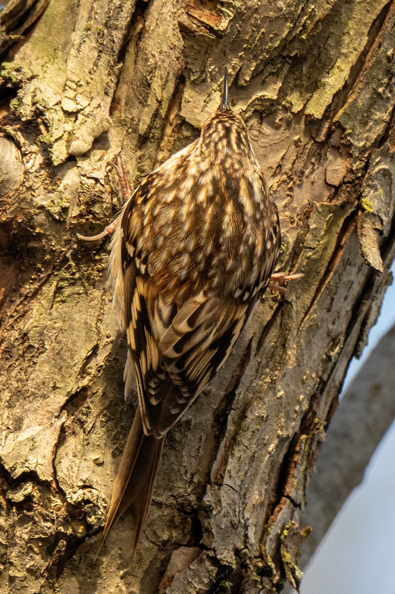 Amerika Tırmaşıkkuşu - ML647574520