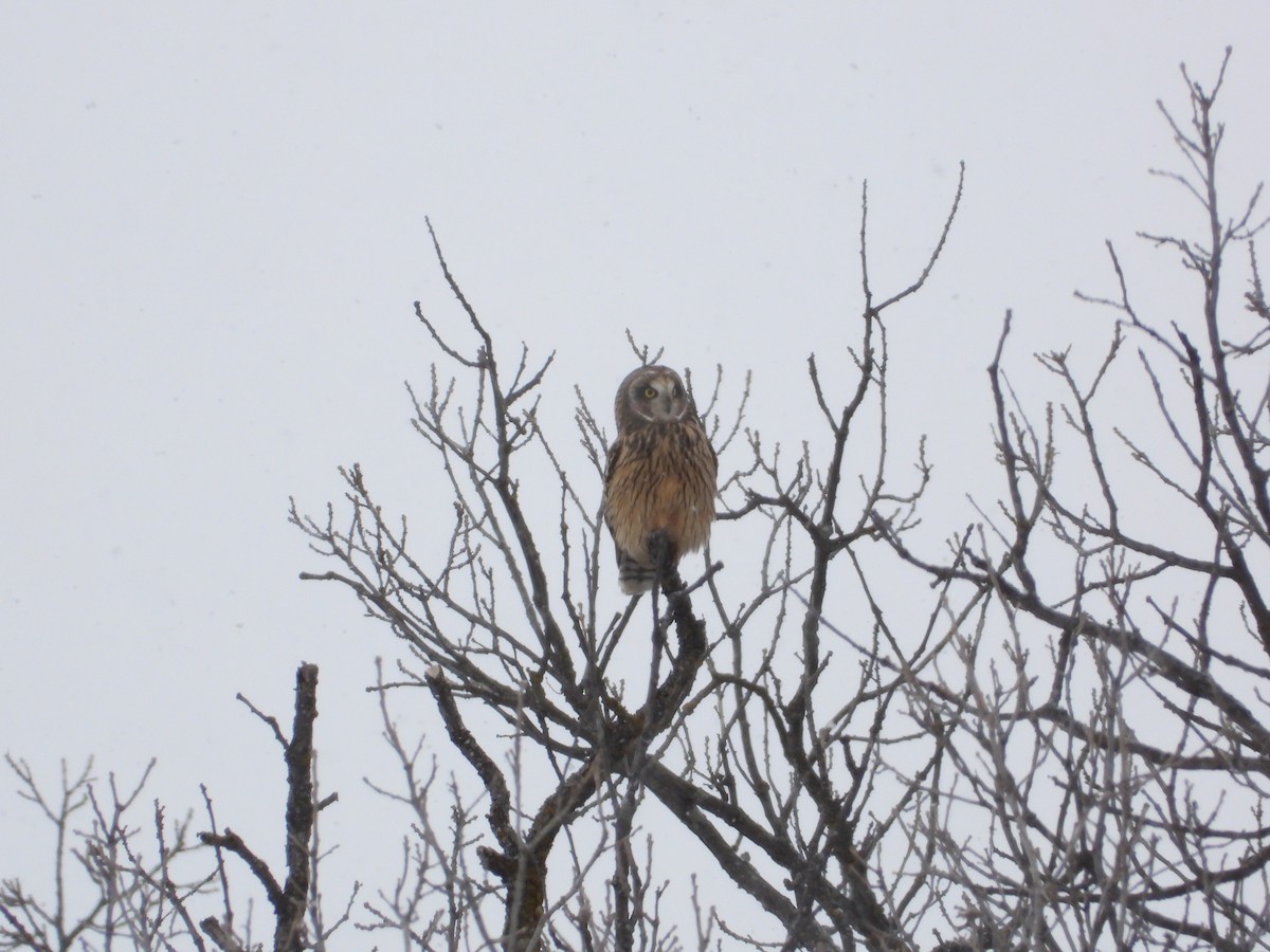 Kır Baykuşu - ML647574522