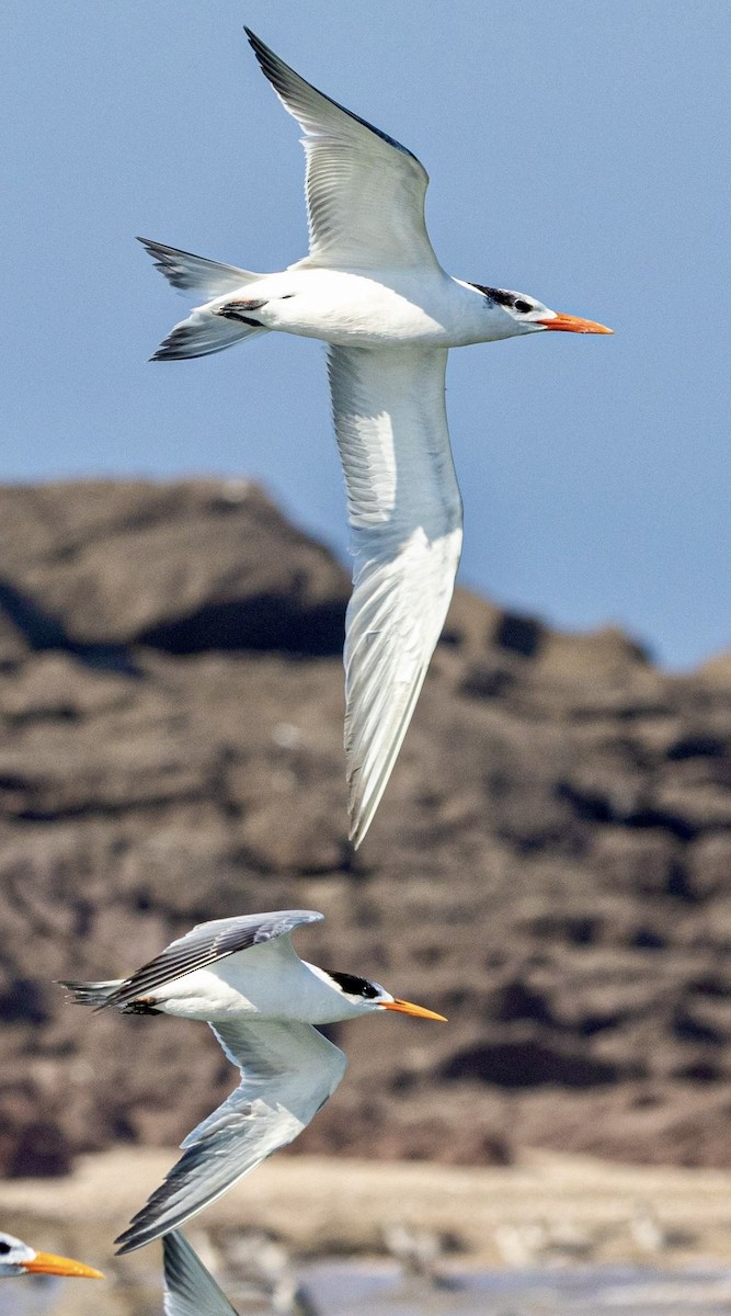 Kaliforniya Sumrusu - ML647574523