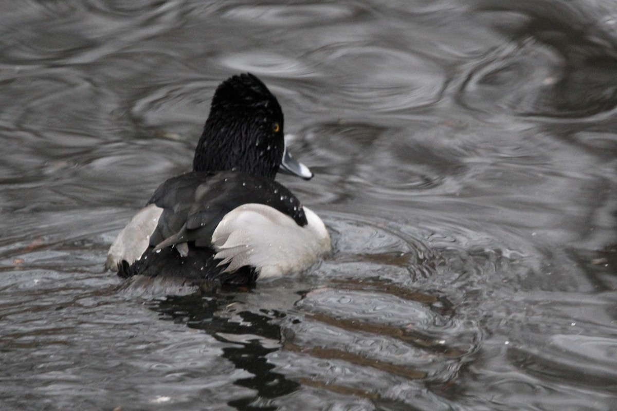 Halkalı Patka - ML647574525