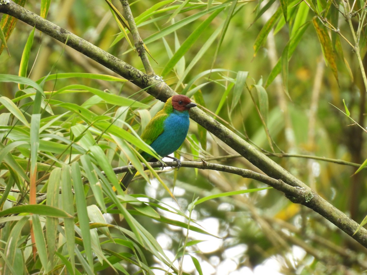 Tangara Cabecibaya - ML647574530