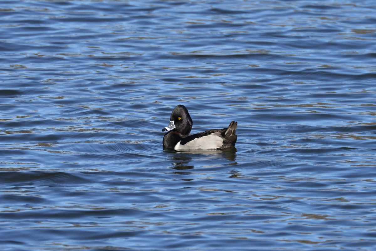 Ring-necked Duck - ML647574542