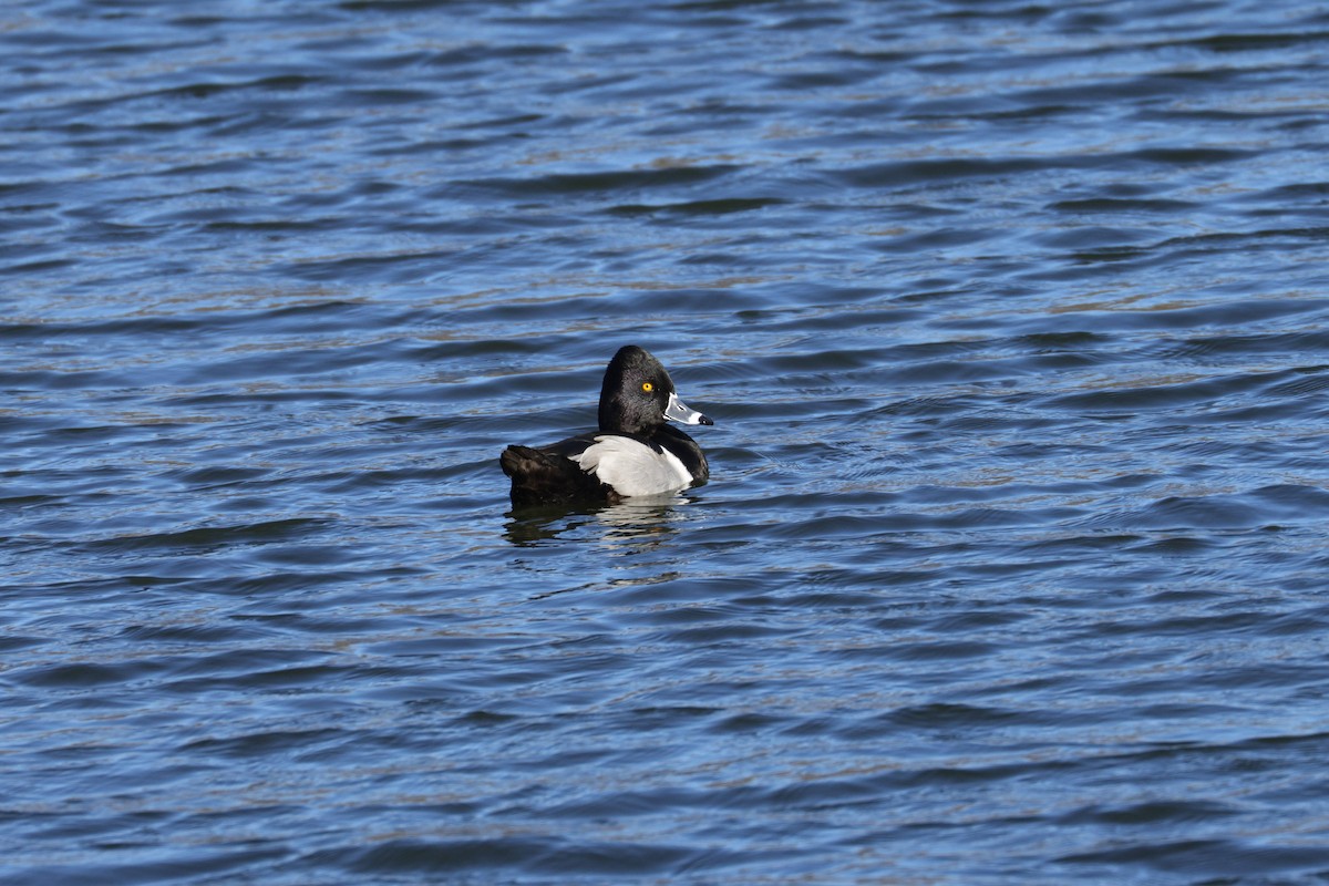 Ring-necked Duck - ML647574543