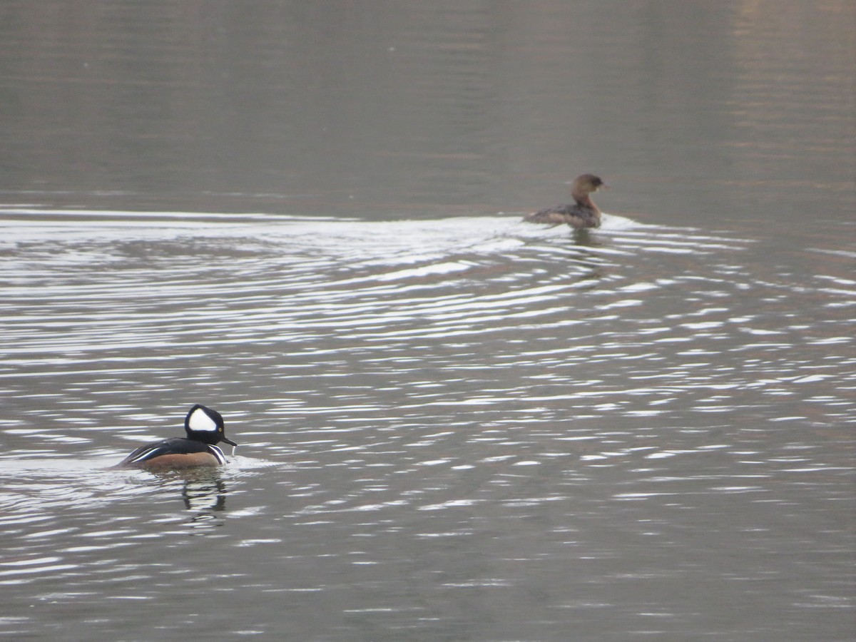 Zerra buruhandia - ML647574554