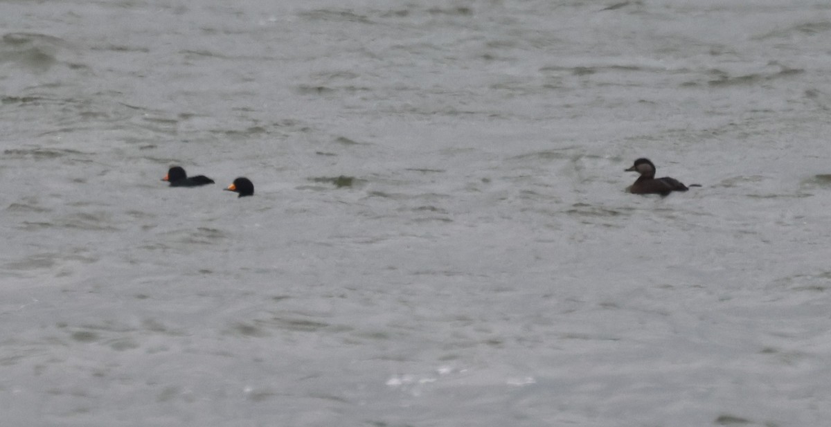 Black Scoter - ML647574560