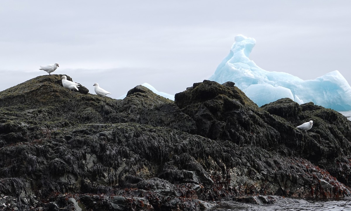 Snowy Sheathbill - ML647574569