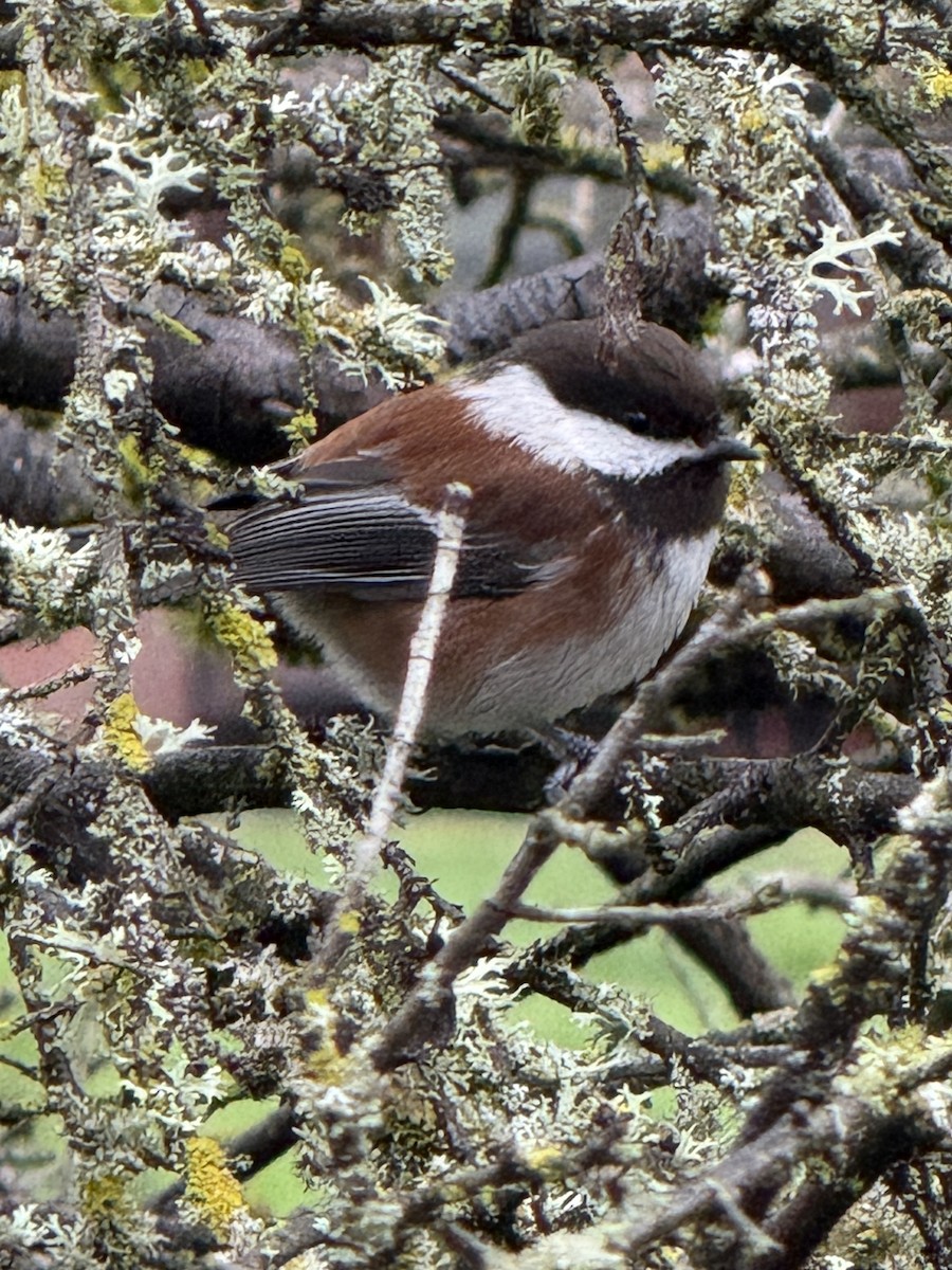 Chestnut-backed Chickadee - ML647574589