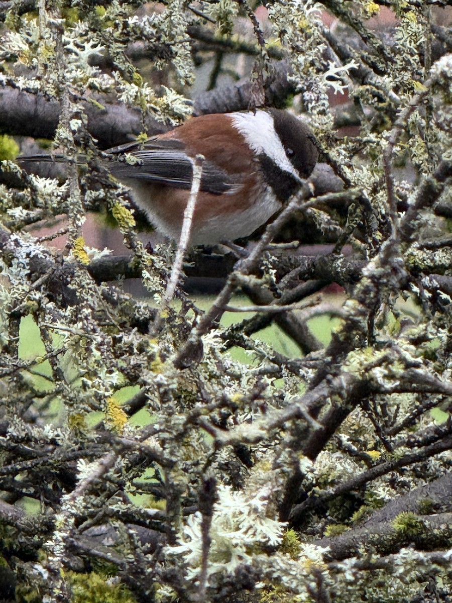Chestnut-backed Chickadee - ML647574590