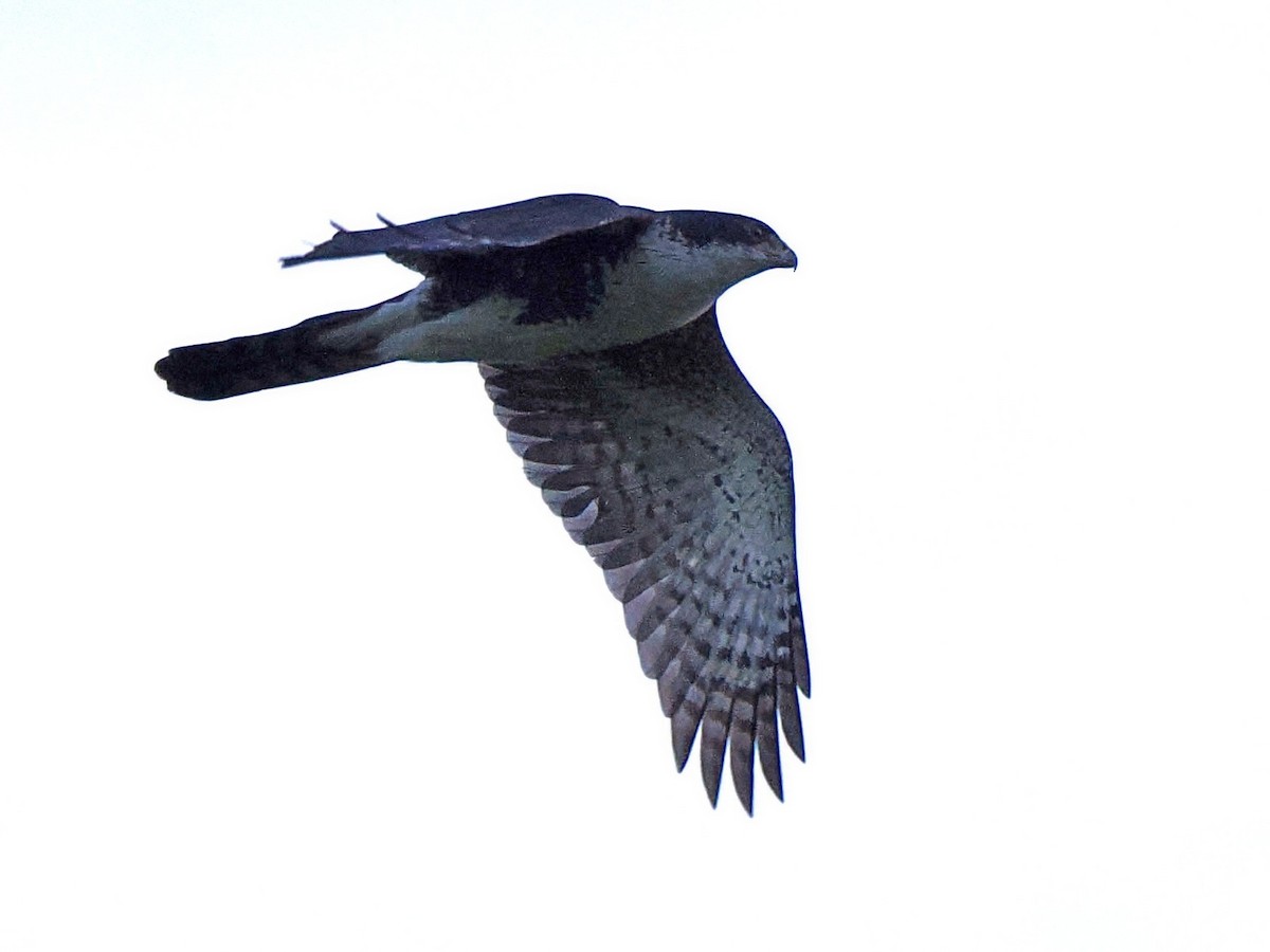 Black Goshawk - ML647574593