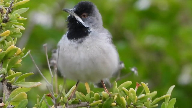 Txinbo paparbeltza - ML647574595