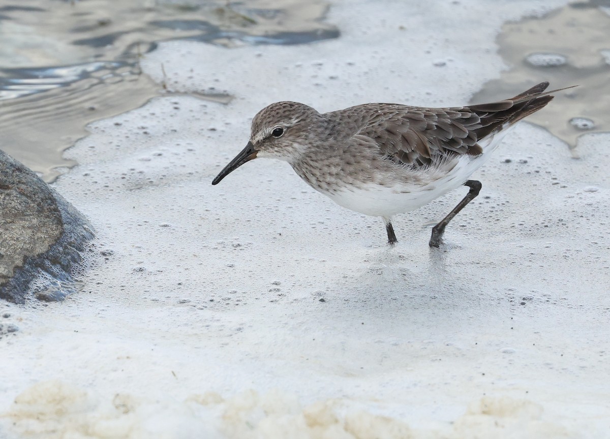 Bonaparte txirria - ML647574600