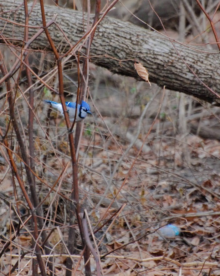 Blue Jay - ML647574603