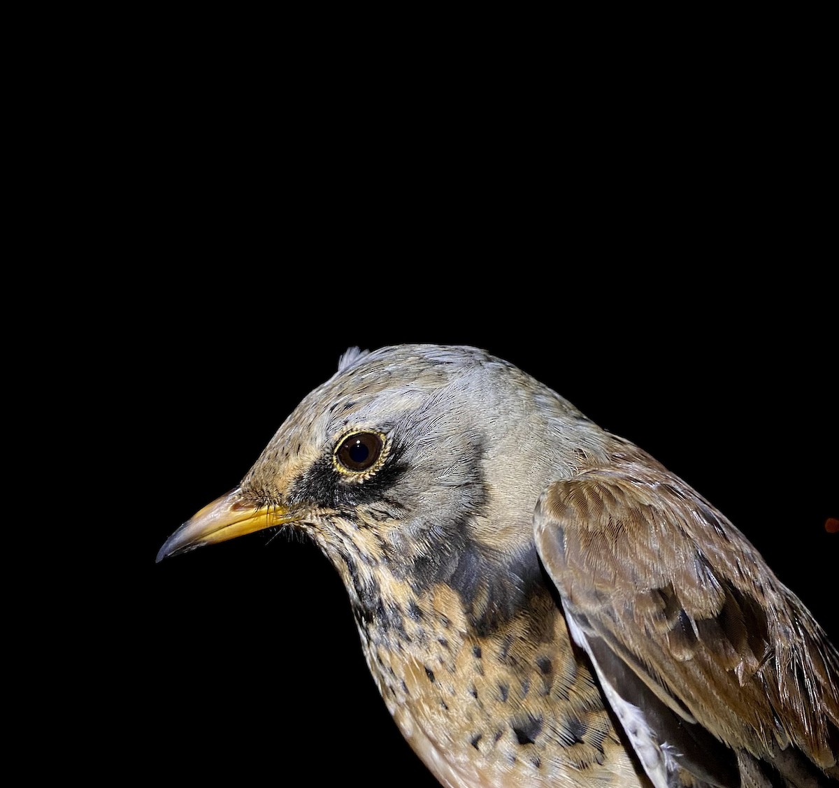 Durdula - ML647574604