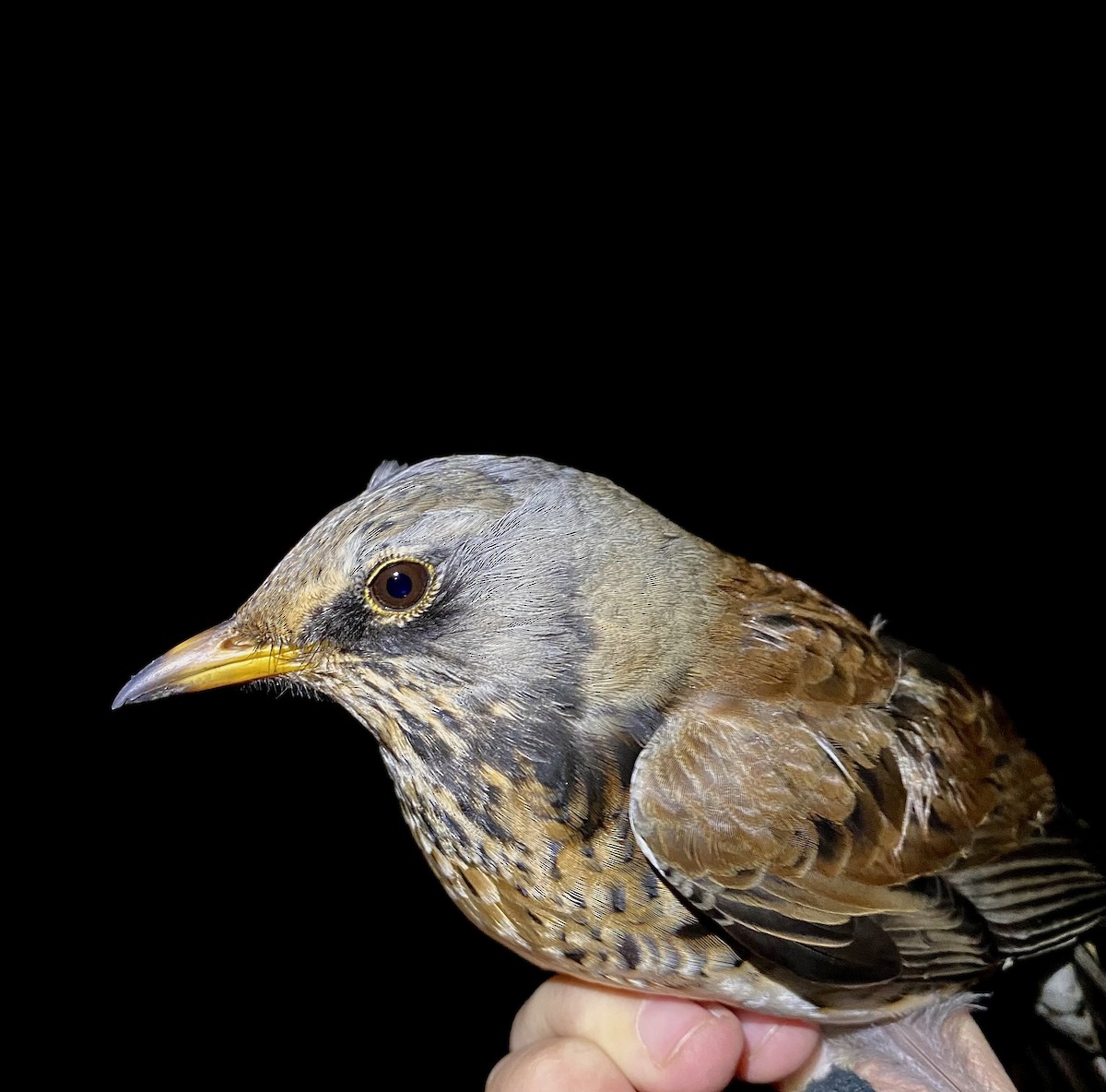 Durdula - ML647574605