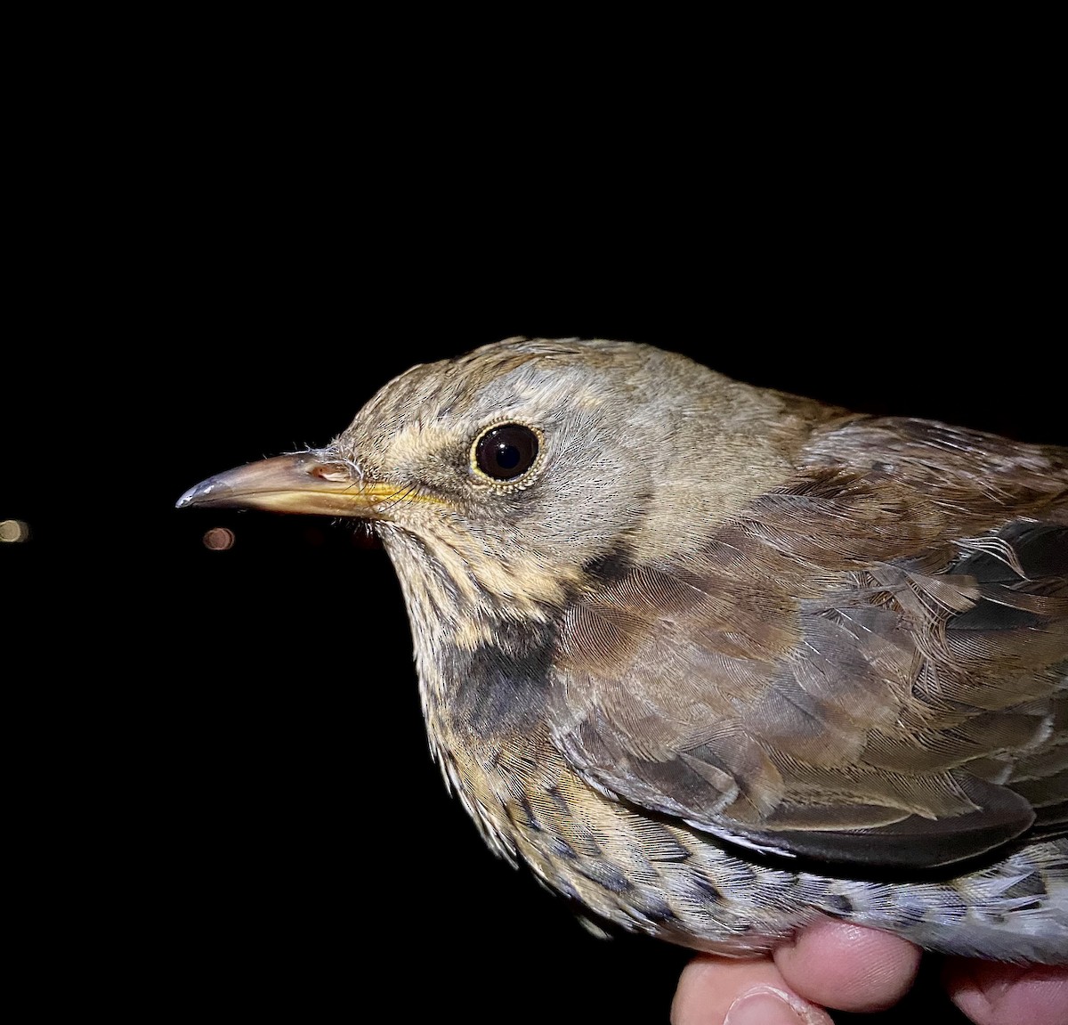 Durdula - ML647574606