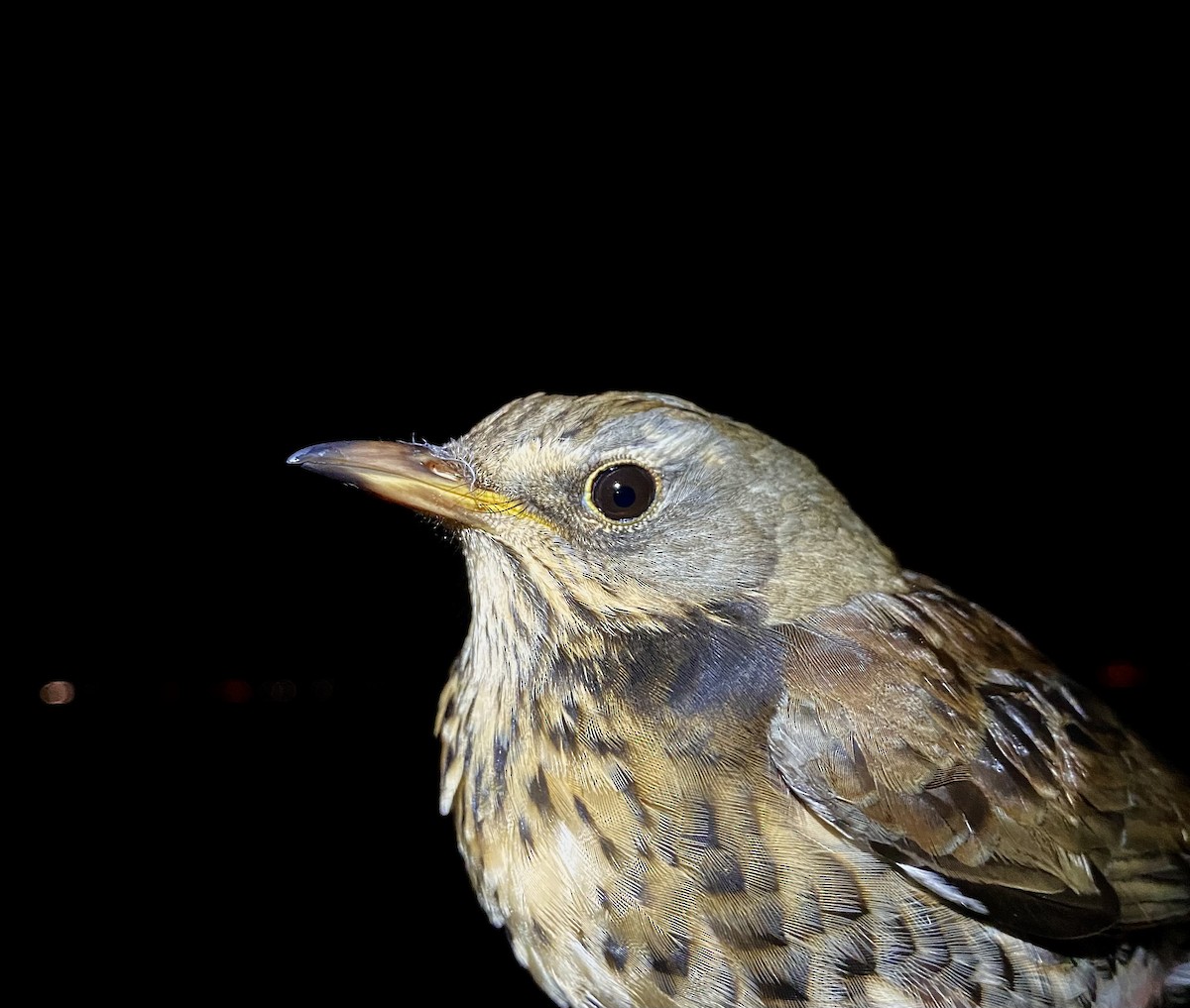 Durdula - ML647574607