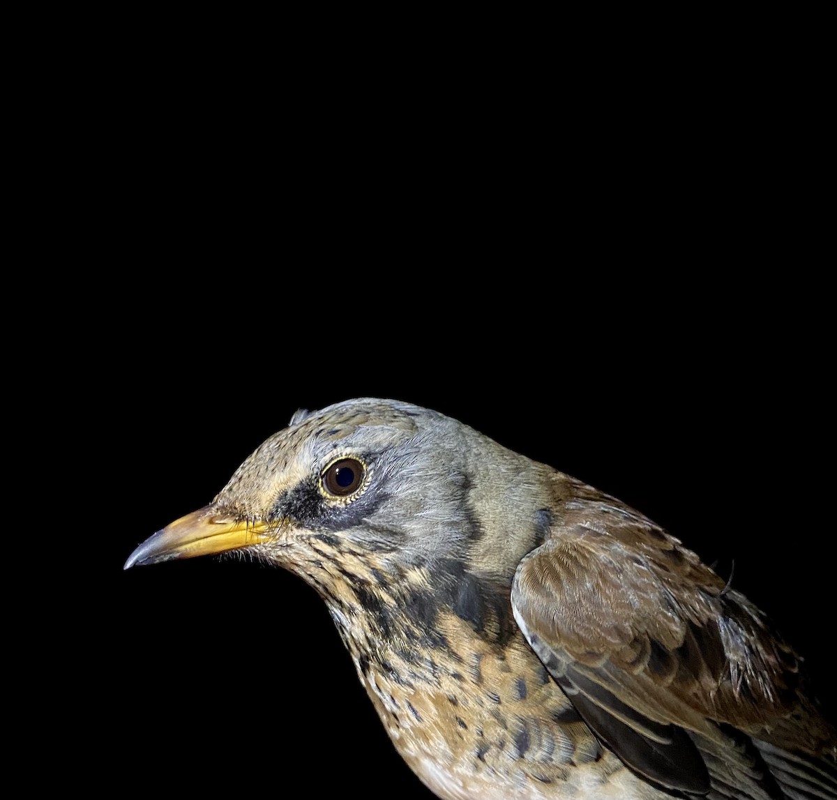 Durdula - ML647574608