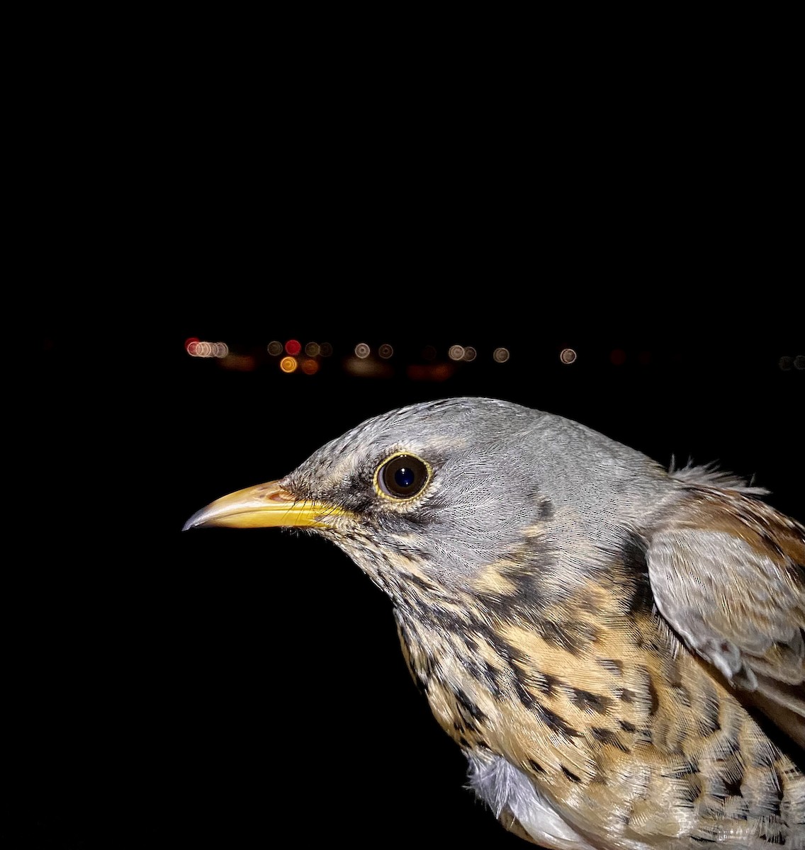 Durdula - ML647574609