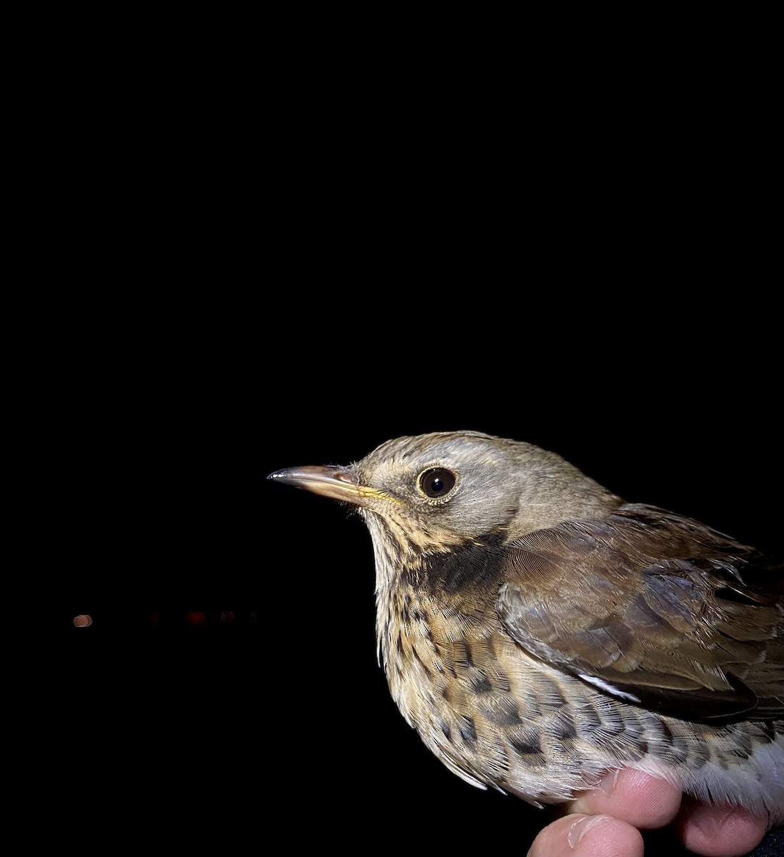 Durdula - ML647574610