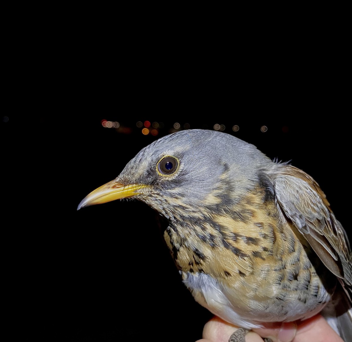 Durdula - ML647574611