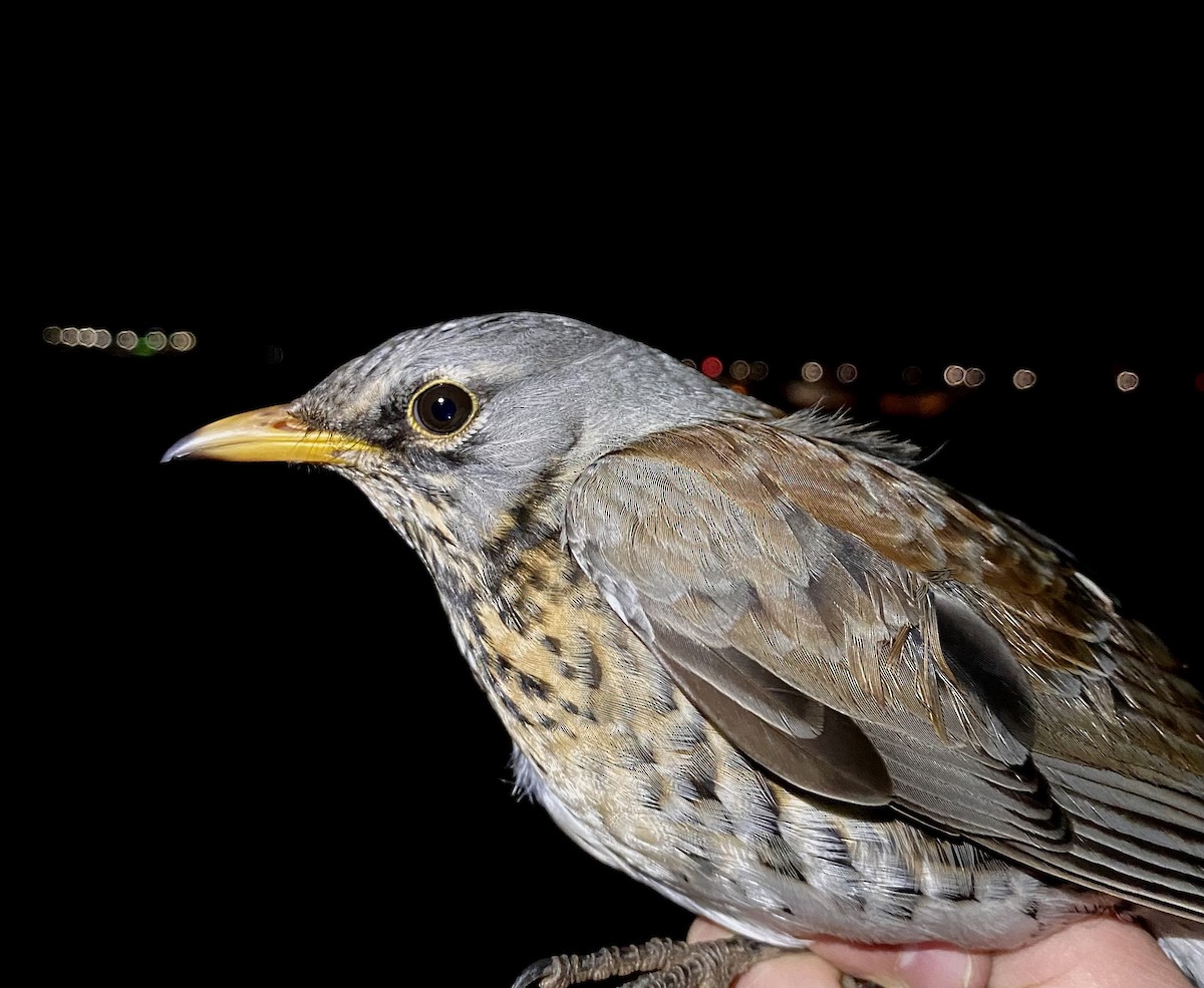 Durdula - ML647574612