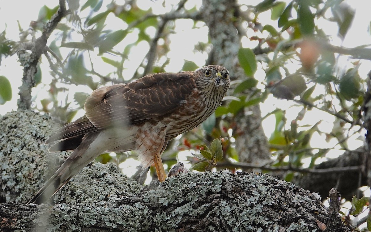 Sharp-shinned Hawk - ML647574613