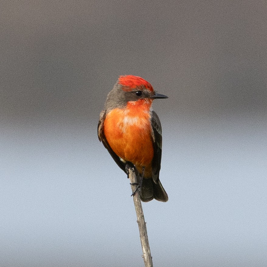 Vermilion Flycatcher - ML647574615