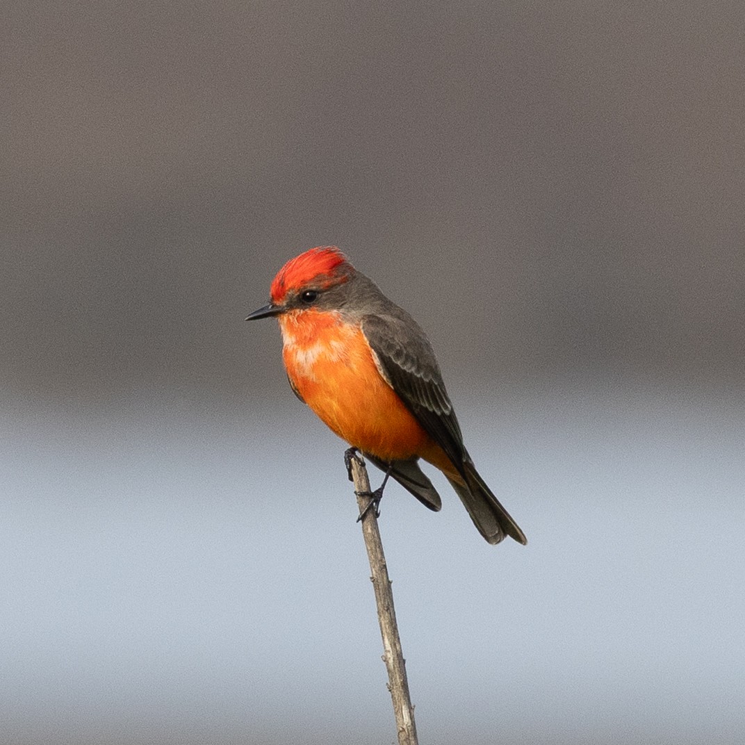 Vermilion Flycatcher - ML647574616