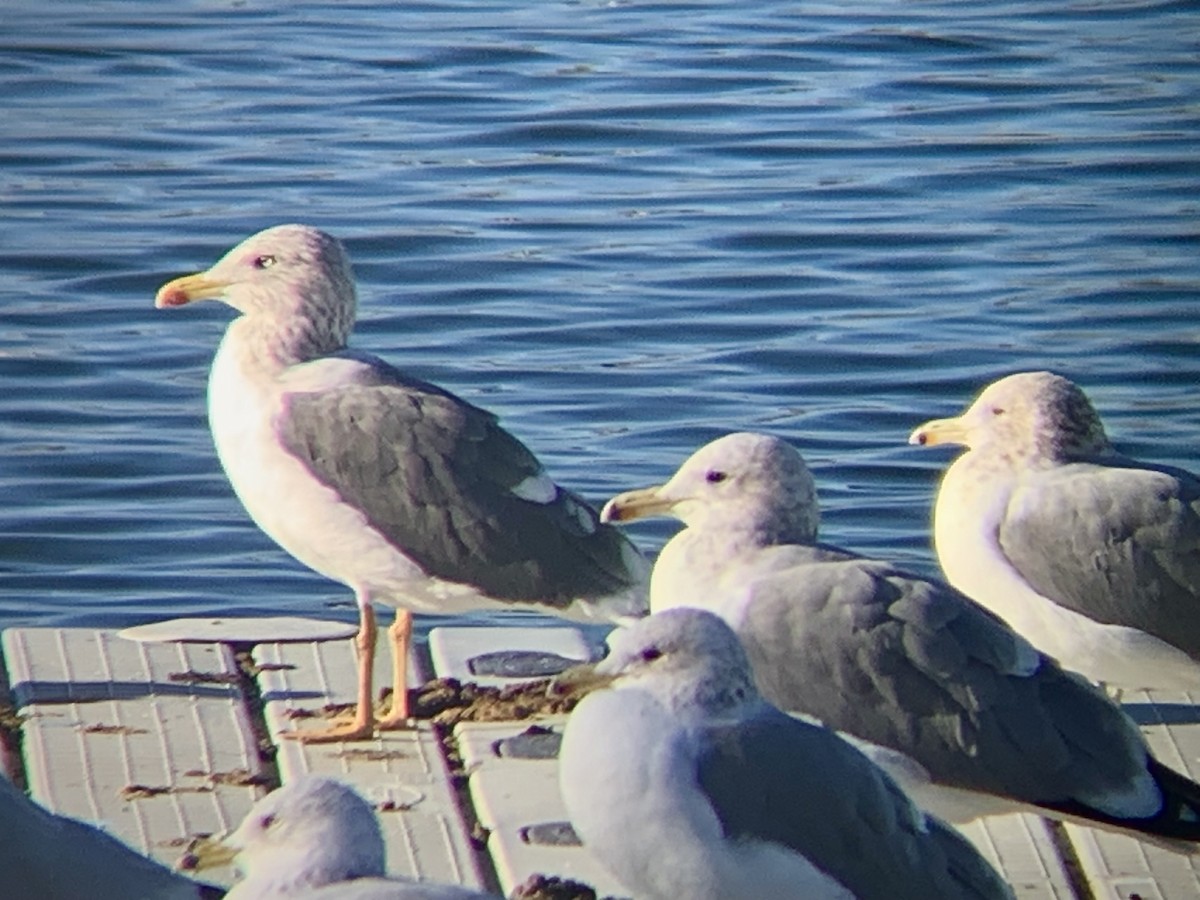 Kaio iluna - ML647574621