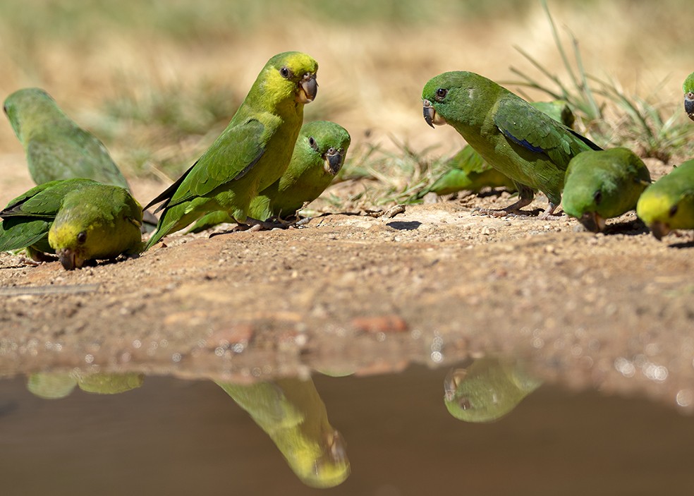 Dusky-billed Parrotlet - ML647574625