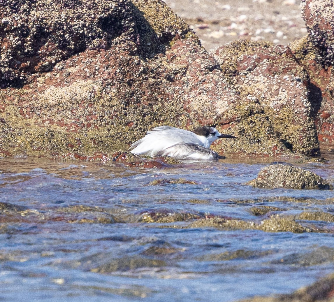 Txenada arrunta - ML647574626